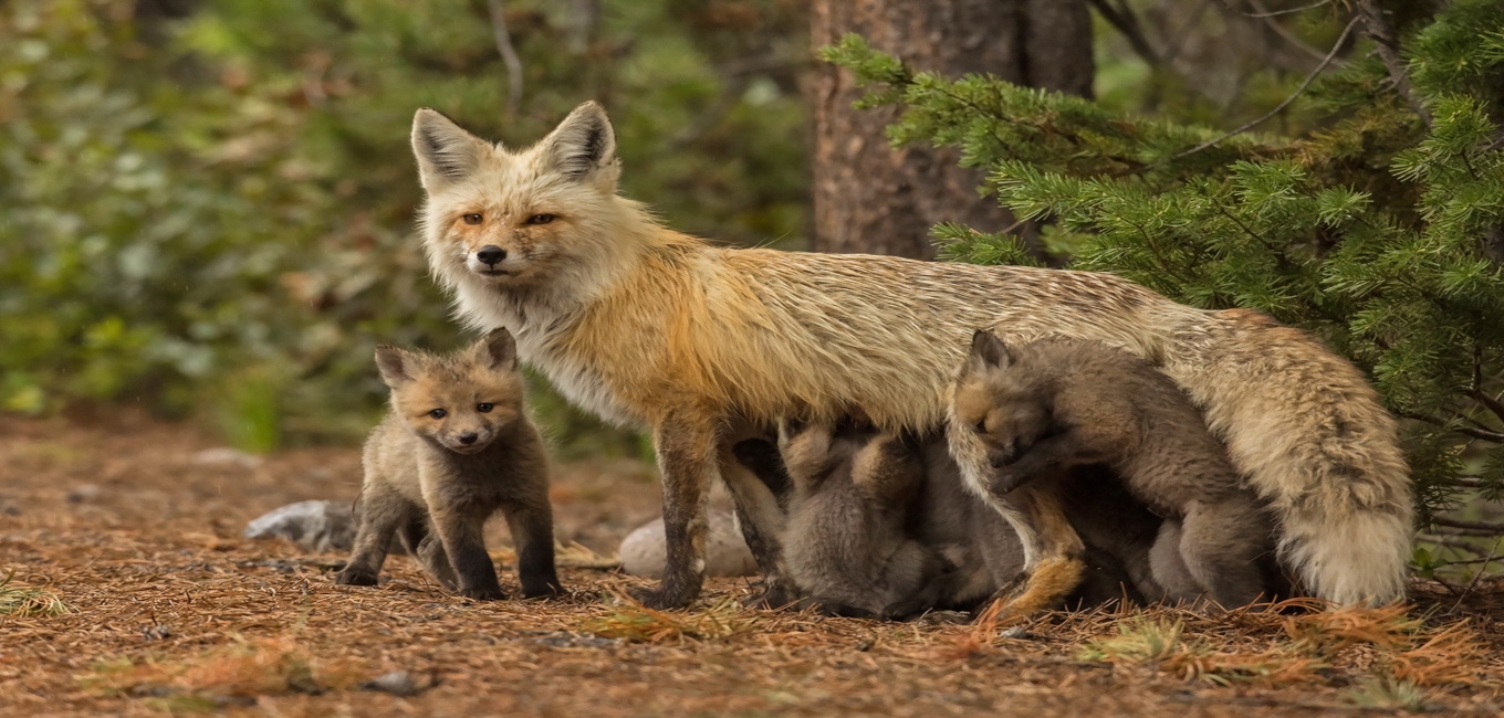Όταν γεράσει η αλεπού την κοροϊδεύουν τα αλεπουδάκια της