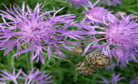 Ανακοίνωση Παραρτήματος Χαλκίδας:  ΔΙΕΘΝΗΣ ΗΜΕΡΑ ΧΗΡΩΝ